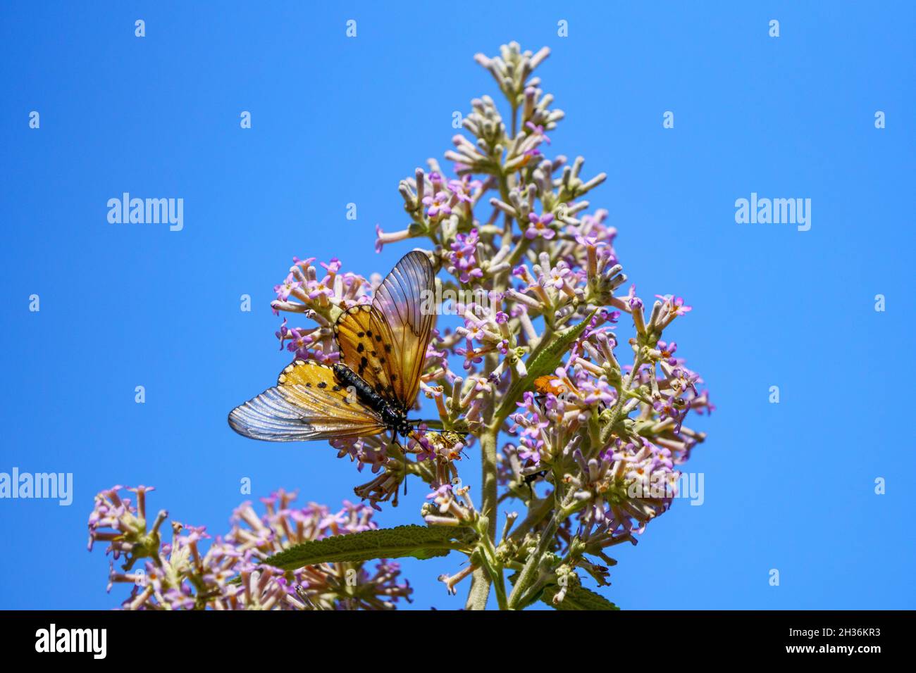 Giardino Acraea Butterfly (Acraea horta) su falso olivo o witolien (Buddleja saligna) fiore. Hermanus. Whale Coast. Overberg. Capo Occidentale. Sud Afri Foto Stock