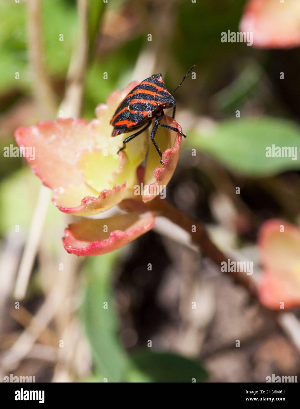 GRAPHOSOMA LINEATUM specie insetto Shield Bug nella famiglia Pentatomidae Foto Stock