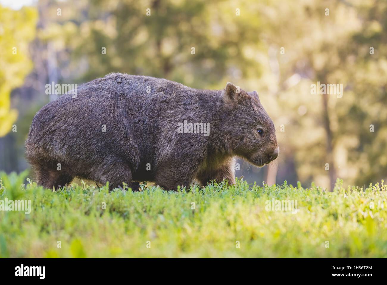 Comune Wombat, Kangaroo Valley, NSW, Australia Foto Stock