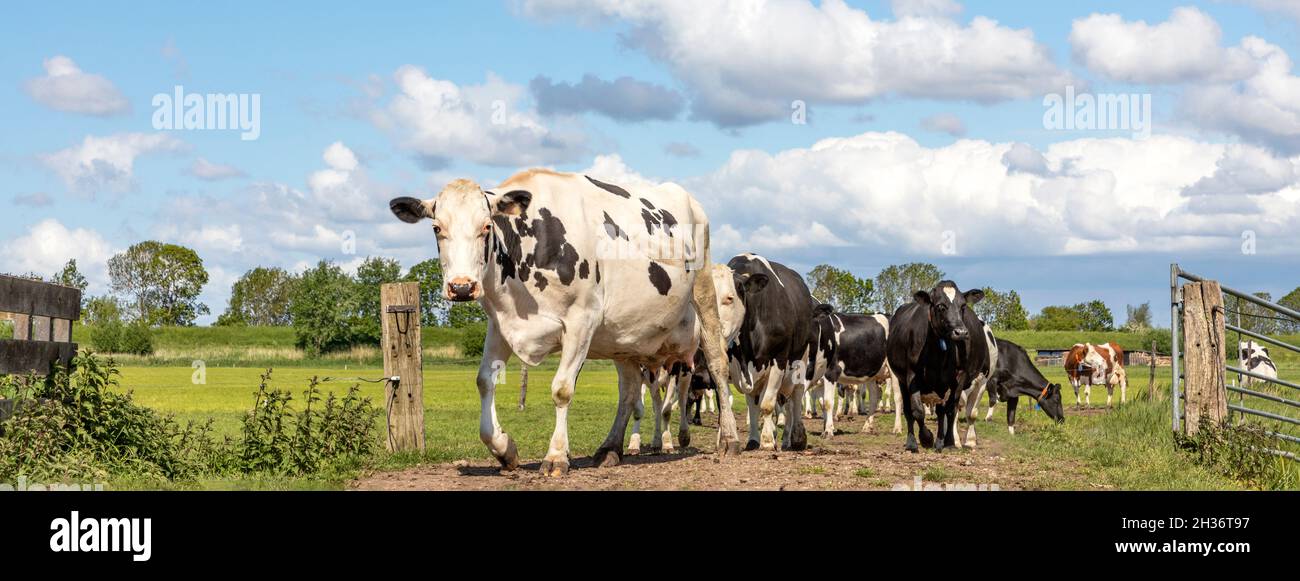 Mucche in fila su un sentiero, mandria di bianco e nero, con cielo nuvoloso come sfondo, passando un cancello di fronte Foto Stock