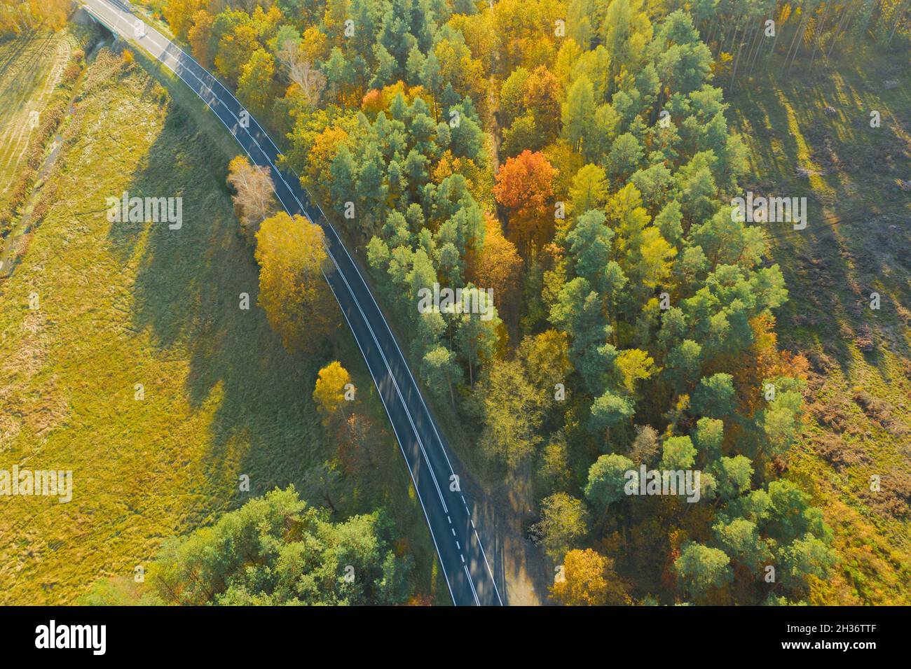 Strada asfaltata nel bosco. È autunno, le foglie sugli alberi sono gialle. Vista dal drone. Foto Stock