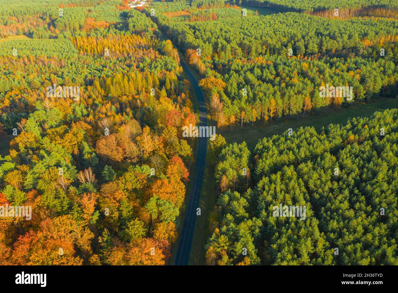 Strada asfaltata nel bosco. È autunno, le foglie sugli alberi sono gialle. Vista dal drone. Foto Stock