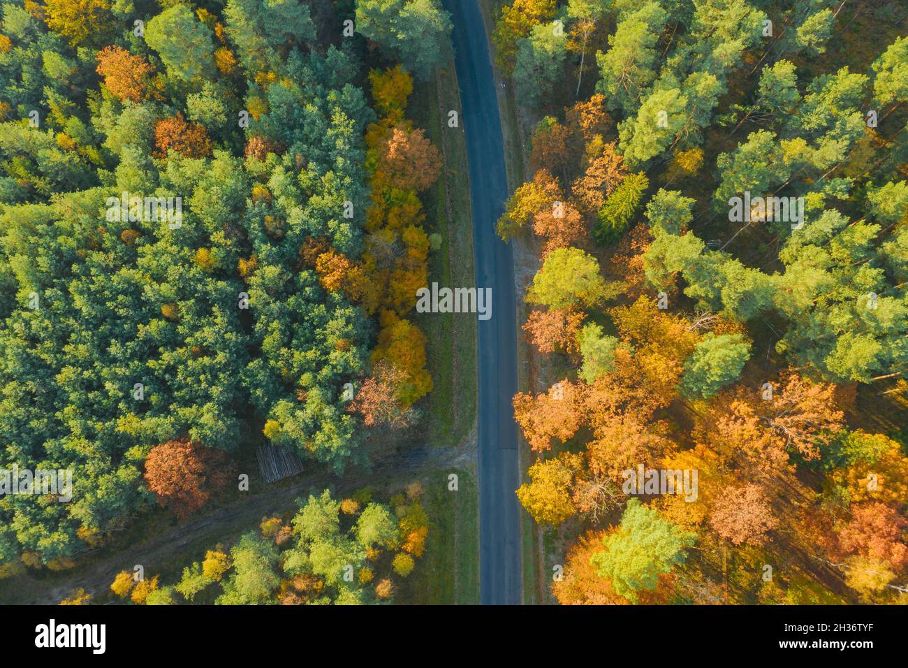 Strada asfaltata nel bosco. È autunno, le foglie sugli alberi sono gialle. Vista dal drone. Foto Stock