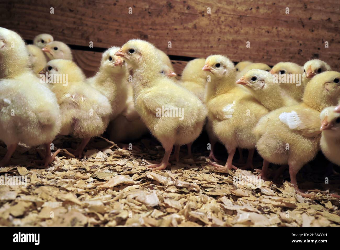 Gregge di polli piccoli in una fattoria Foto Stock