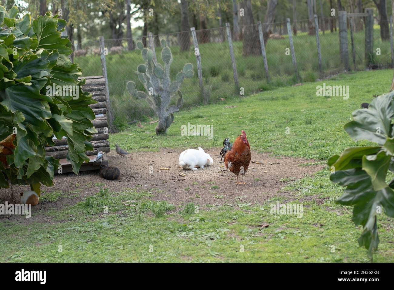 Gallina e due conigli in un terreno agricolo Foto Stock