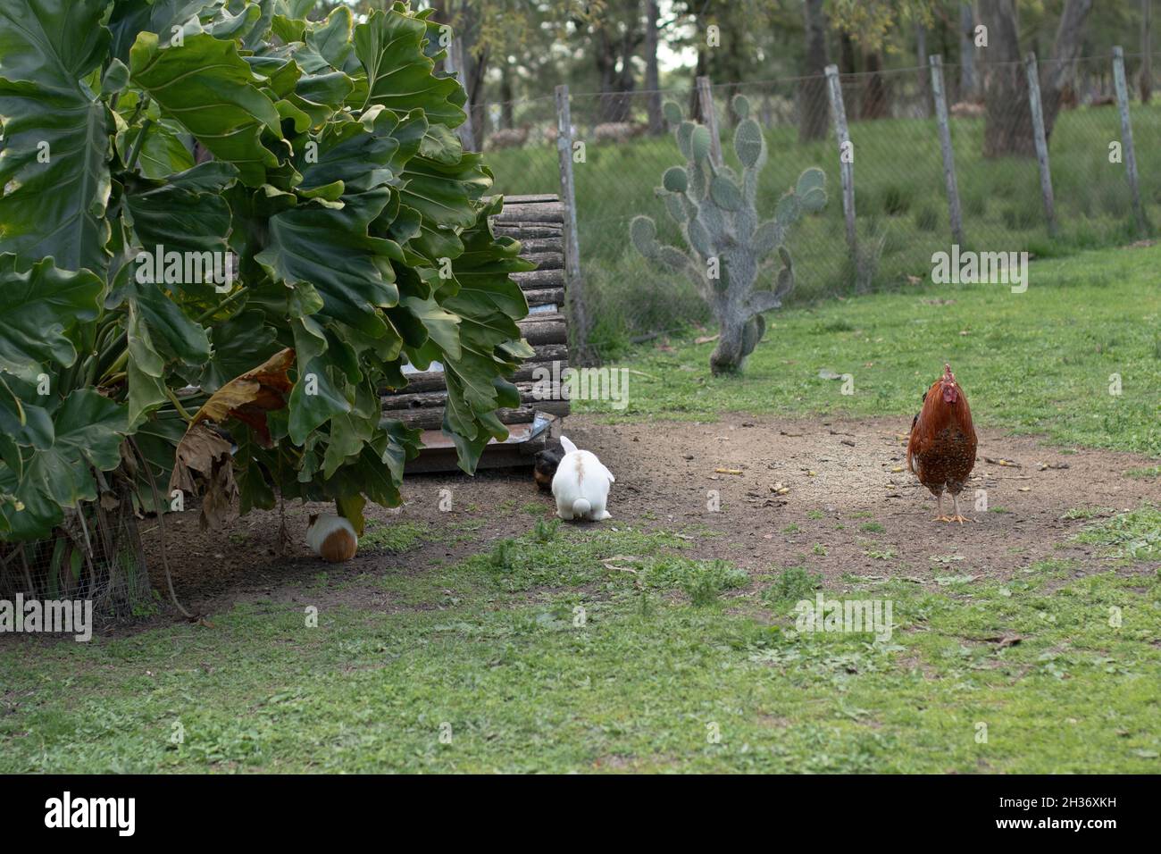 Henand due conigli in un terreno agricolo Foto Stock