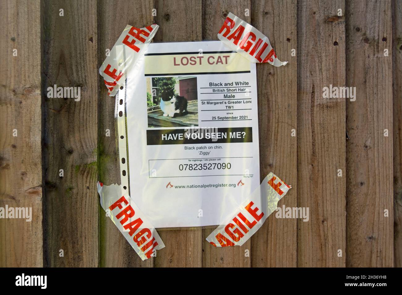poster per un gatto mancante chiamato ziggy progettato utilizzando il modello di registro nazionale degli animali domestici, a twickenham, nel sud-ovest di londra, inghilterra Foto Stock