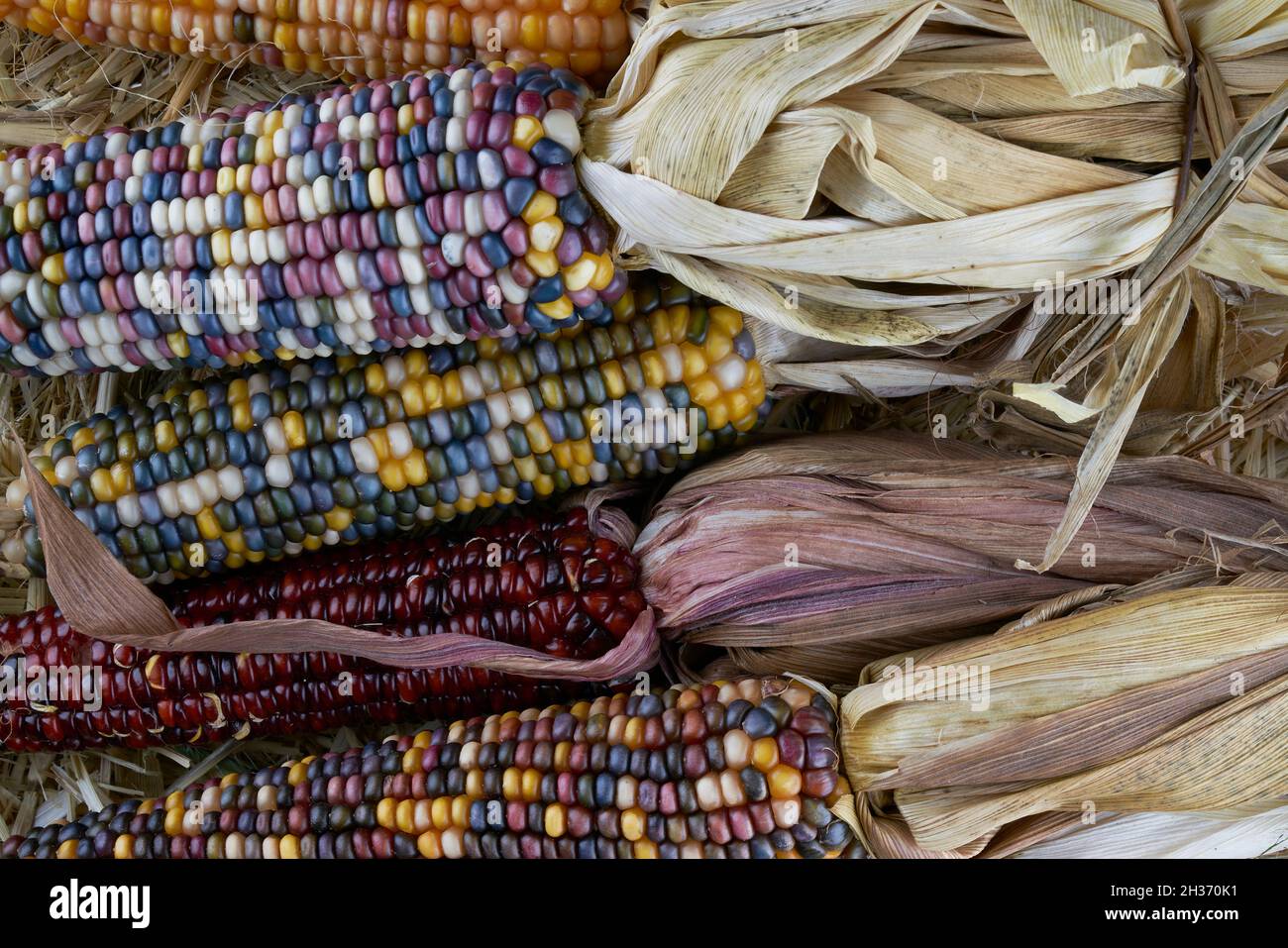 Primo piano Fotografia di autunno colorato Indian Corn Foto Stock