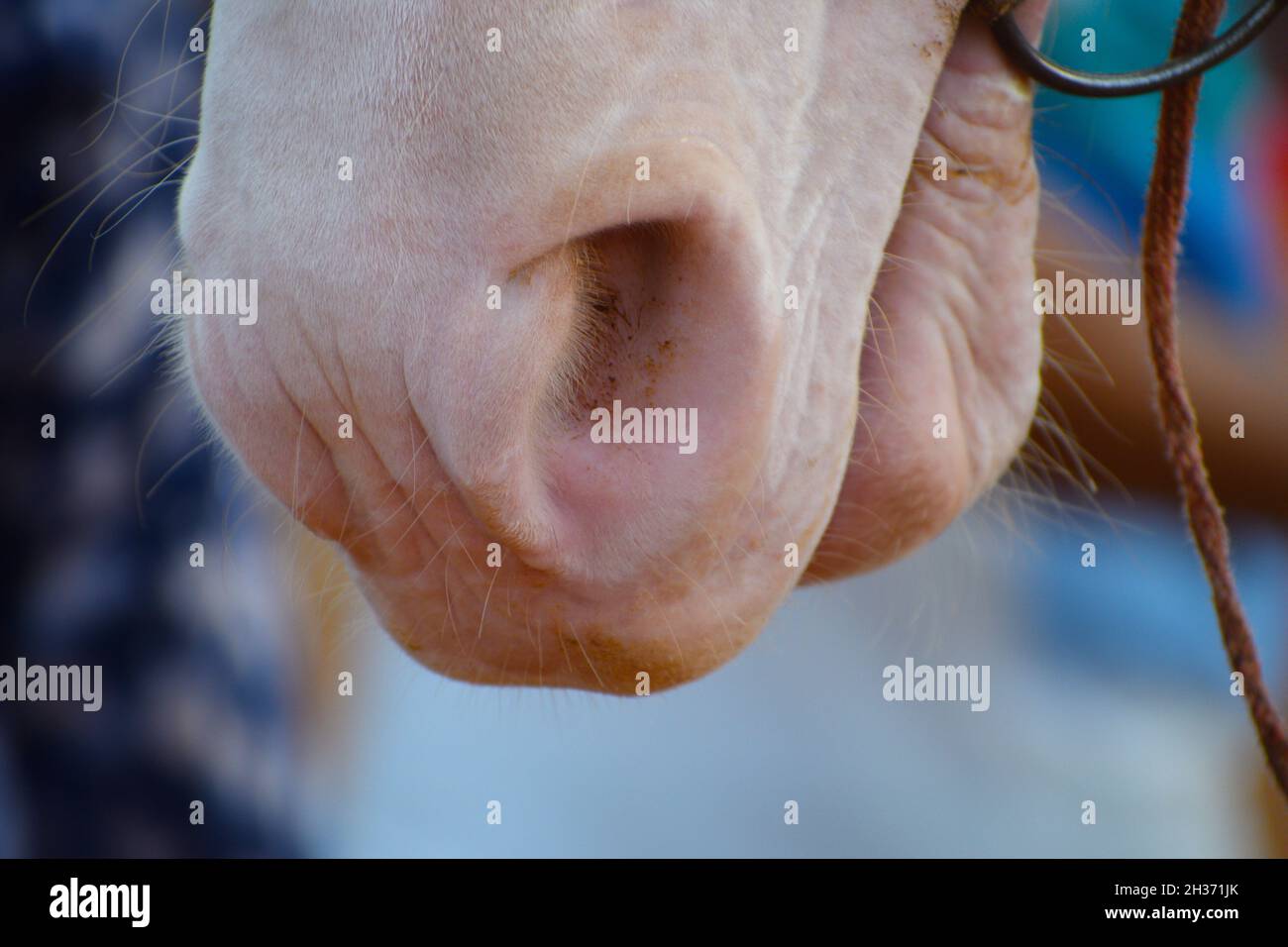 White Horse bocca mangiare qualcosa. Foto Stock