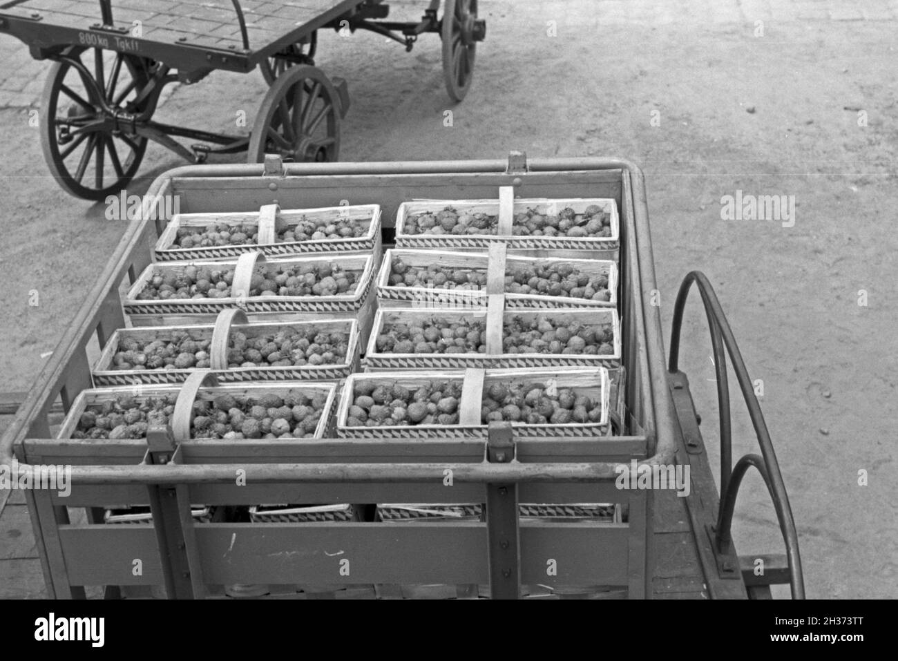 Frisch geerntete Erdbeeren waren im Bahnhof Bühl auf ihre Verladung in Güterzüge der Deutschen Reichsbahn, Deutschland 1930er JAhre. Appena raccolto le fragole in attesa del loro trasporto dalla Deutsche Reichsbahn treni in stazione Buehl, Germania 1930s. Foto Stock