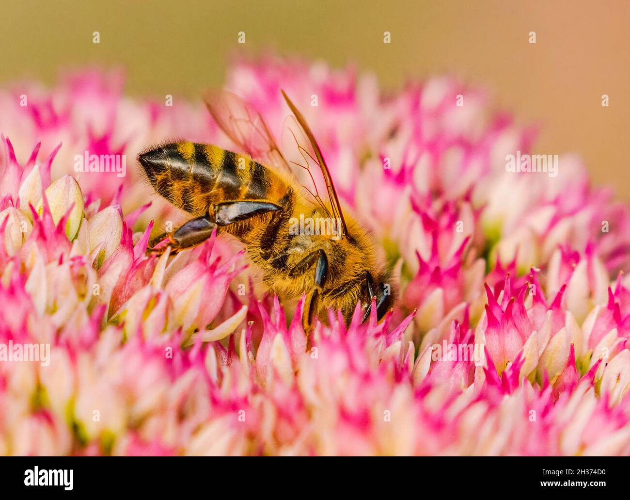 Hover Fly o Wasp assorbiti nel commercio di raccolta di Nectar Foto Stock