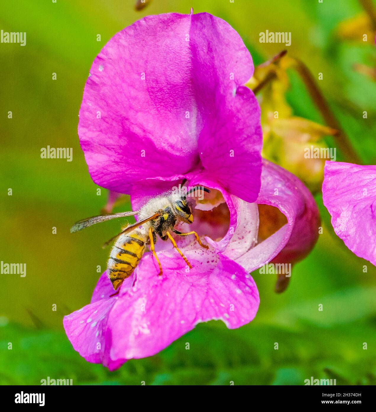 Hoverfly attratto dalla succulenza dei fiori selvatici estivi Foto Stock