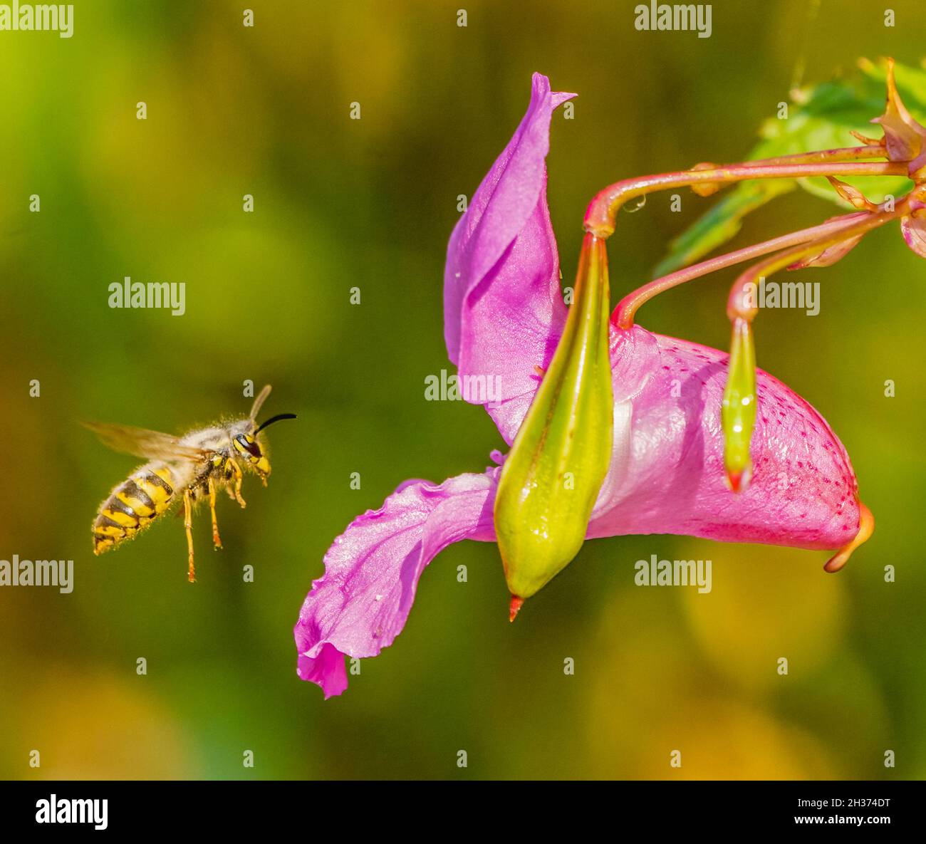 Hoverfly attratto dalla succulenza dei fiori selvatici estivi Foto Stock