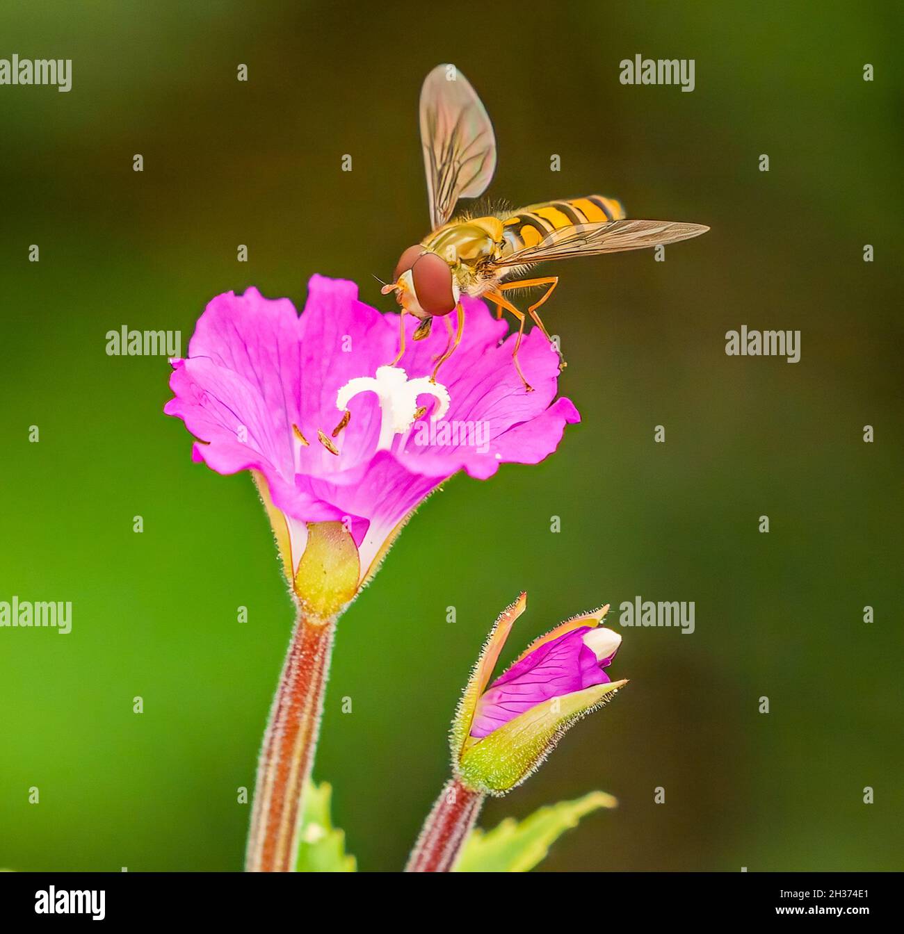Hoverfly attratto dalla succulenza dei fiori selvatici estivi Foto Stock