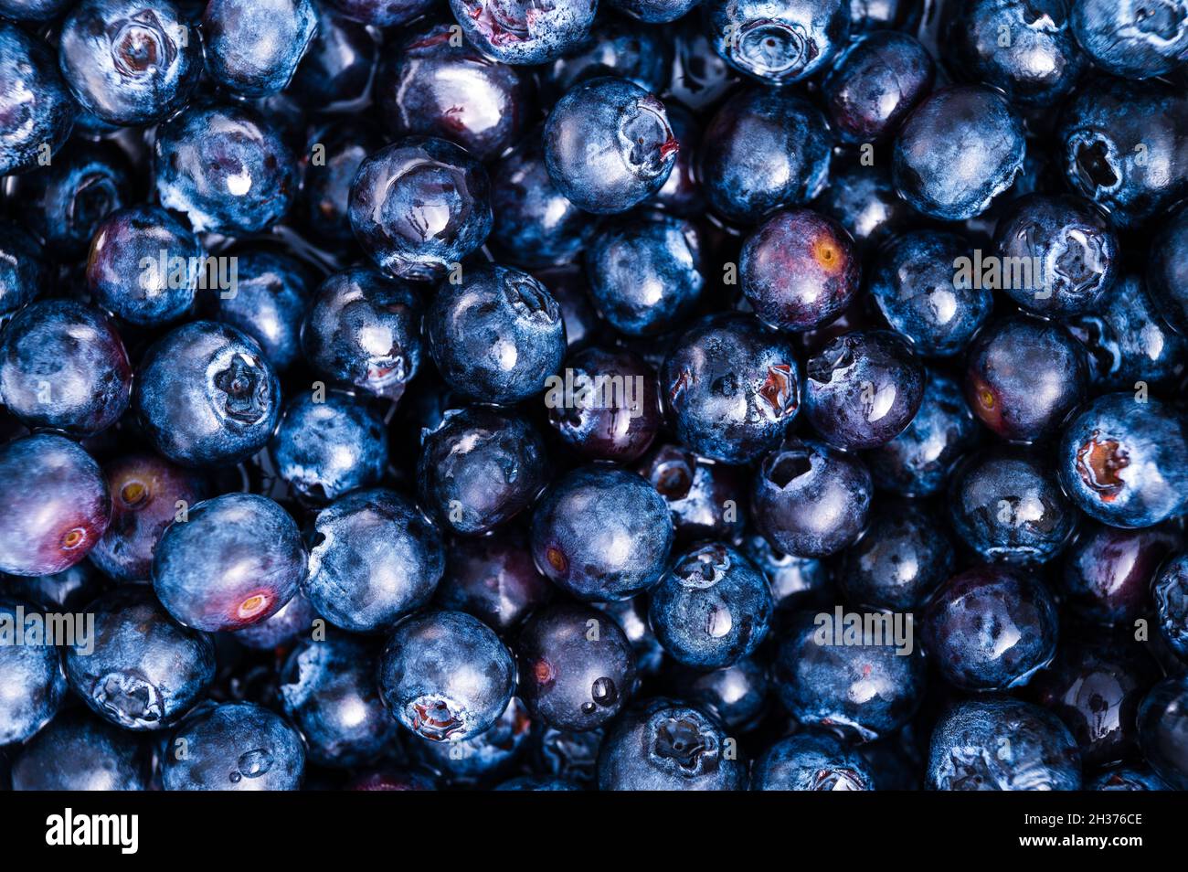 Sfondo di mirtilli appena raccolti con spazio copia. Foto Stock