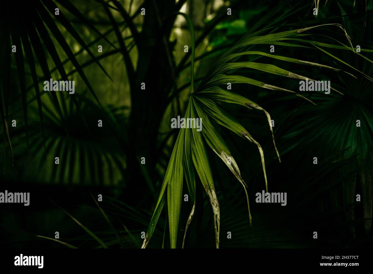 Palma verde tropicale lascia da vicino. Sfondo astratto motivo floreale. Texture particolare di albero sud. Foto Stock