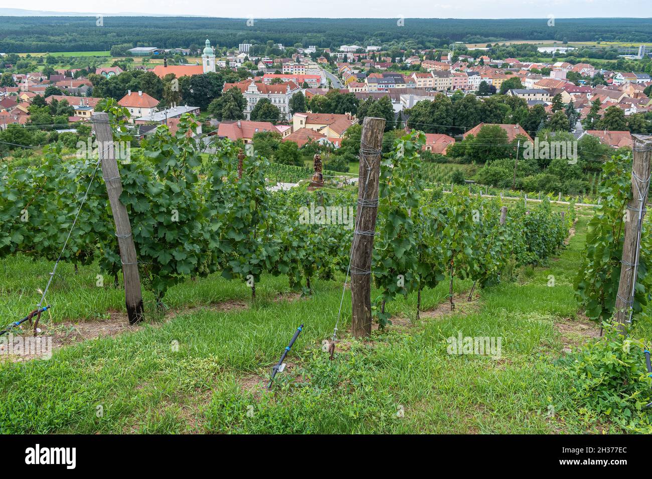 Vista dei vigneti sopra la città di Bzenec in Moravia meridionale. repubblica Ceca. Foto Stock