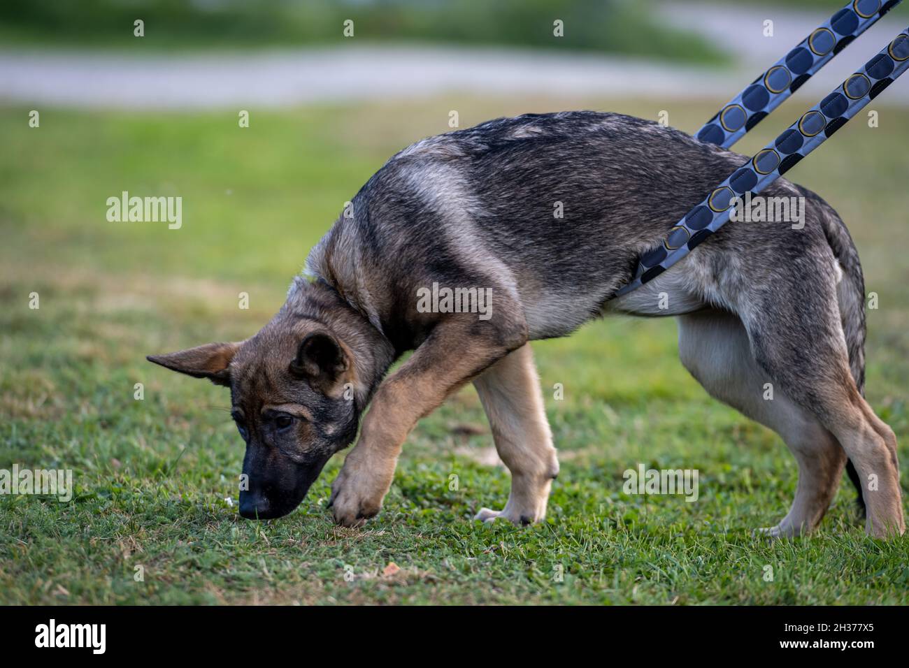 Un cucciolo di pastore tedesco di quattro mesi nella formazione di inseguimento. Erba verde sullo sfondo Foto Stock