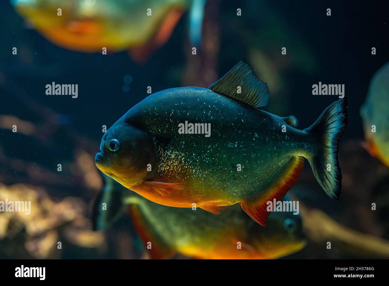 Predatori affamati di acqua dolce rosso abbellito di pesce piranha nuoto in acqua di fiume nella giungla del Sud America. Il gregge di piranha vista ravvicinata. Foto Stock