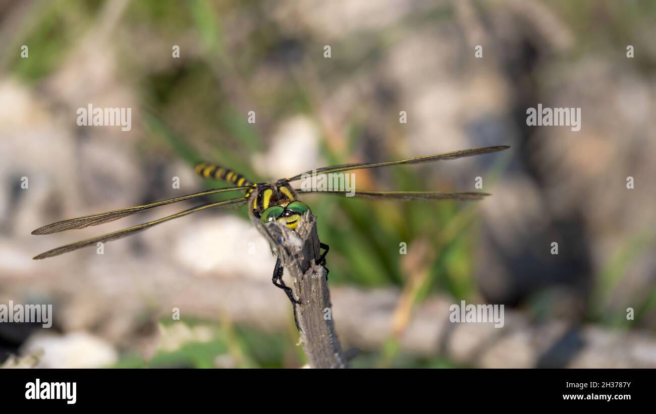 Dragonfly con anello d'oro, noto anche come Cordulegaster Boltonii su stelo, con faccia a macchina fotografica. Foto Stock