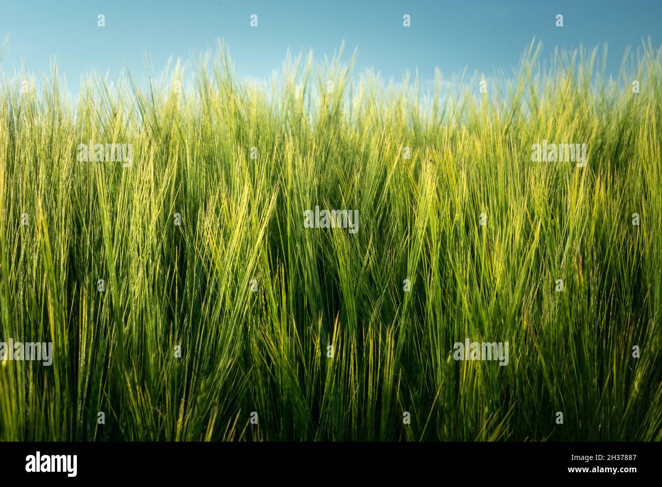 Orecchie di orzo verde e un frammento del cielo blu Foto Stock