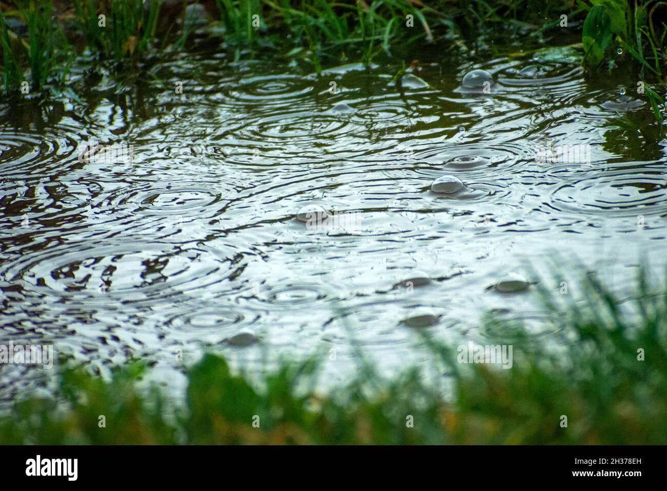 Bolle grandi in una pozzanghera durante la pioggia Foto Stock