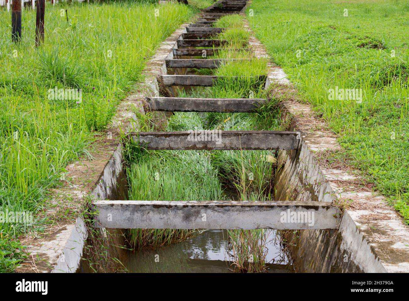 Canale di drenaggio ostruito a causa dell'erba, fognatura non mantenuta da persone, vista verticale, immagini di alta qualità Foto Stock