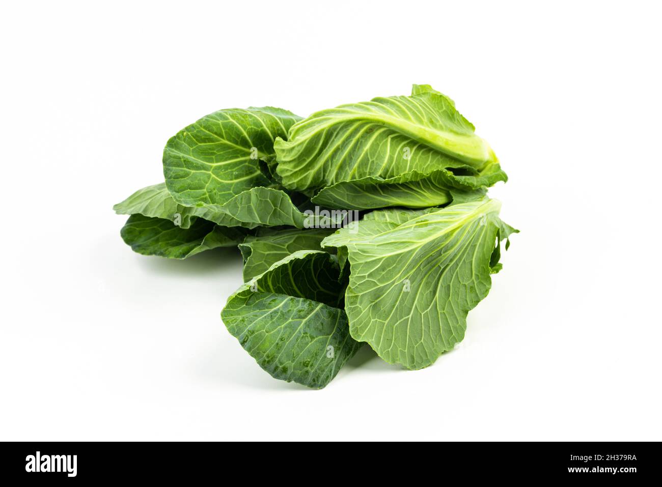 Cibez o Cibes appena raccolti su fondo bianco isolato Foto Stock