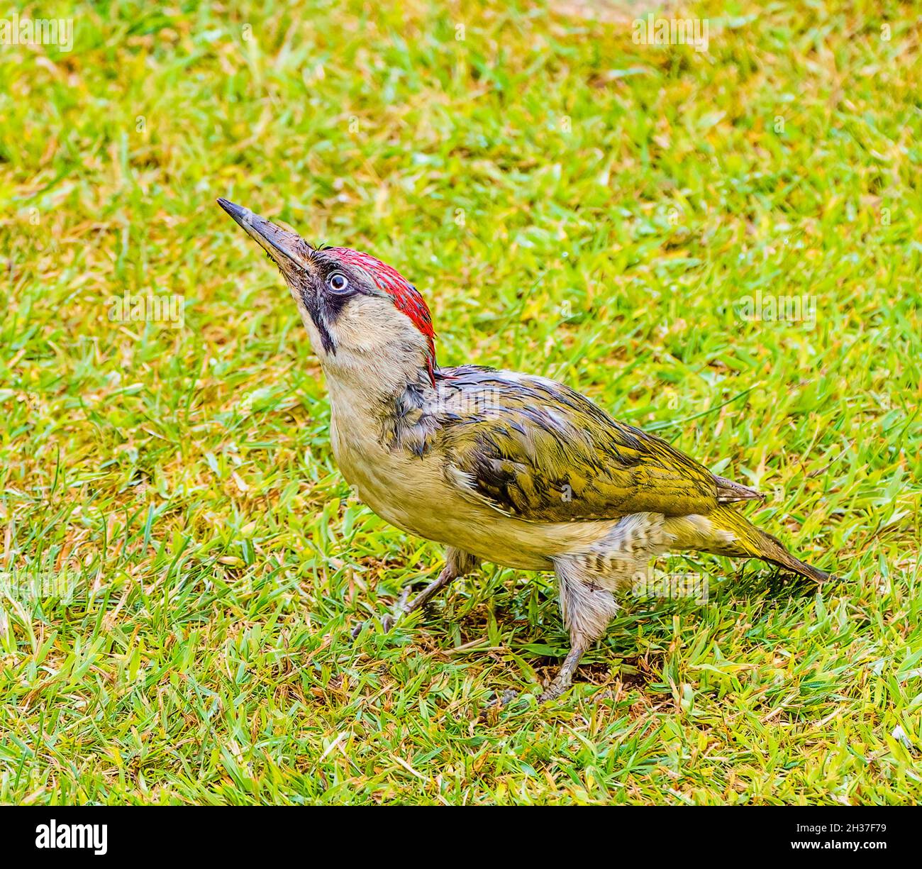 Alimentazione della Woodpecker verde per adulti nel Cotswolds Garden Foto Stock