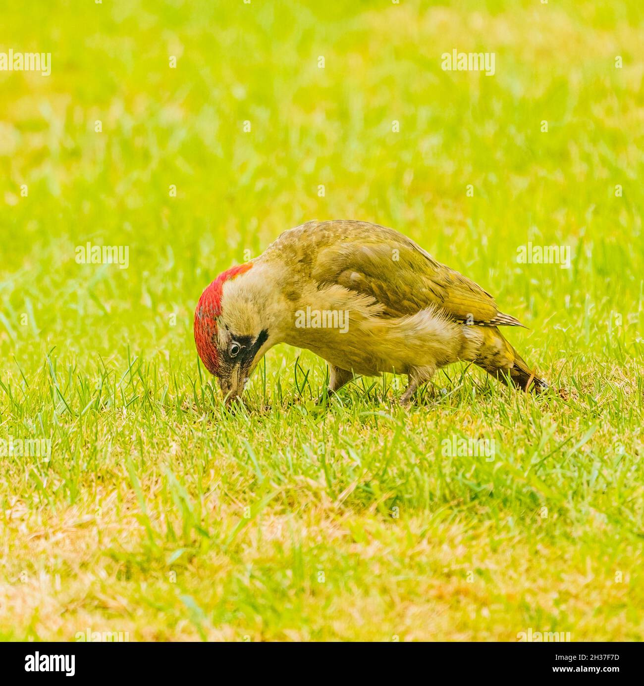 Alimentazione della Woodpecker verde per adulti nel Cotswolds Garden Foto Stock