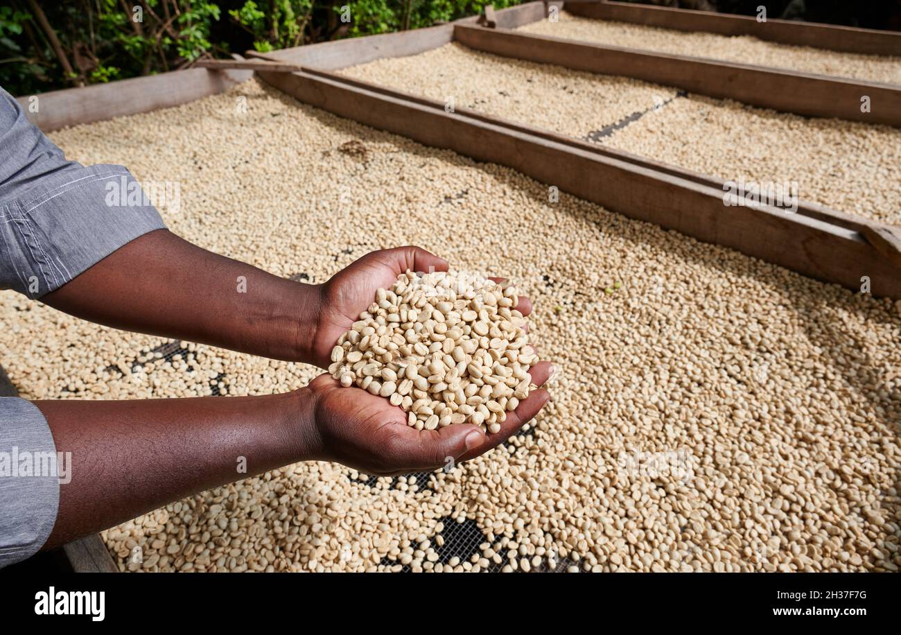 Mani con caffè crudo non torrefatto su una piantagione di caffè vicino Arusha, Tanzania, Africa Foto Stock