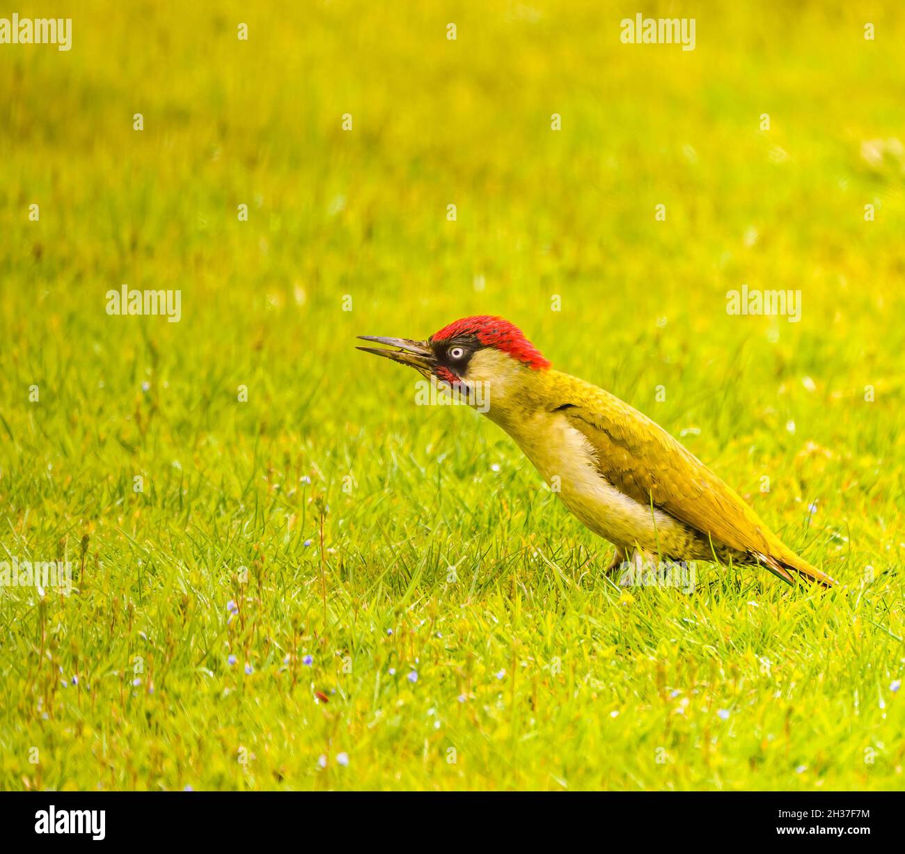 Alimentazione della Woodpecker verde per adulti nel Cotswolds Garden Foto Stock