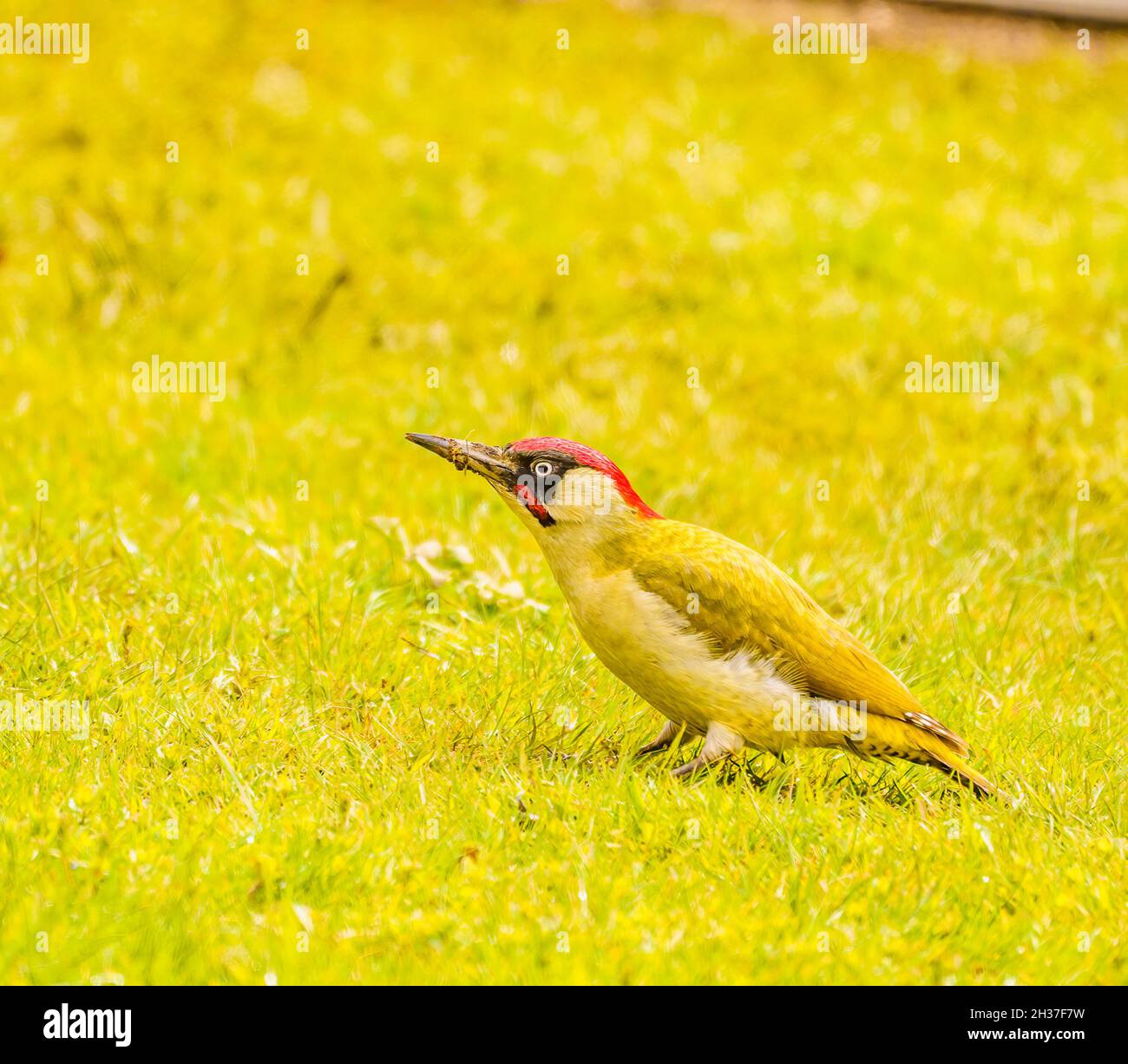 Alimentazione della Woodpecker verde per adulti nel Cotswolds Garden Foto Stock