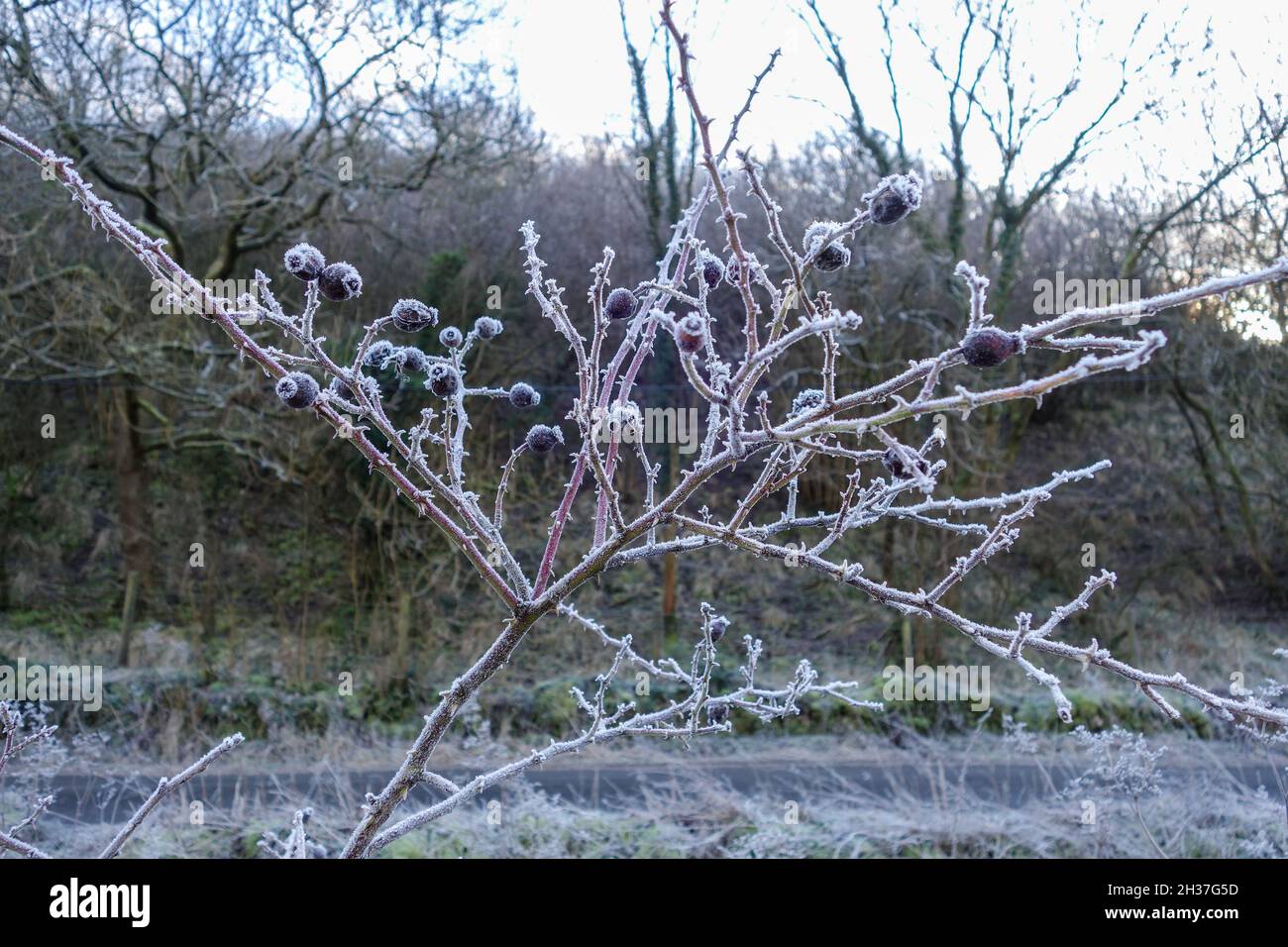 Una rosa selvaggia, Rosa, con grandi fianchi di rosa ricoperti di gelo, inverno, Staffordshire, Inghilterra, Regno Unito Foto Stock