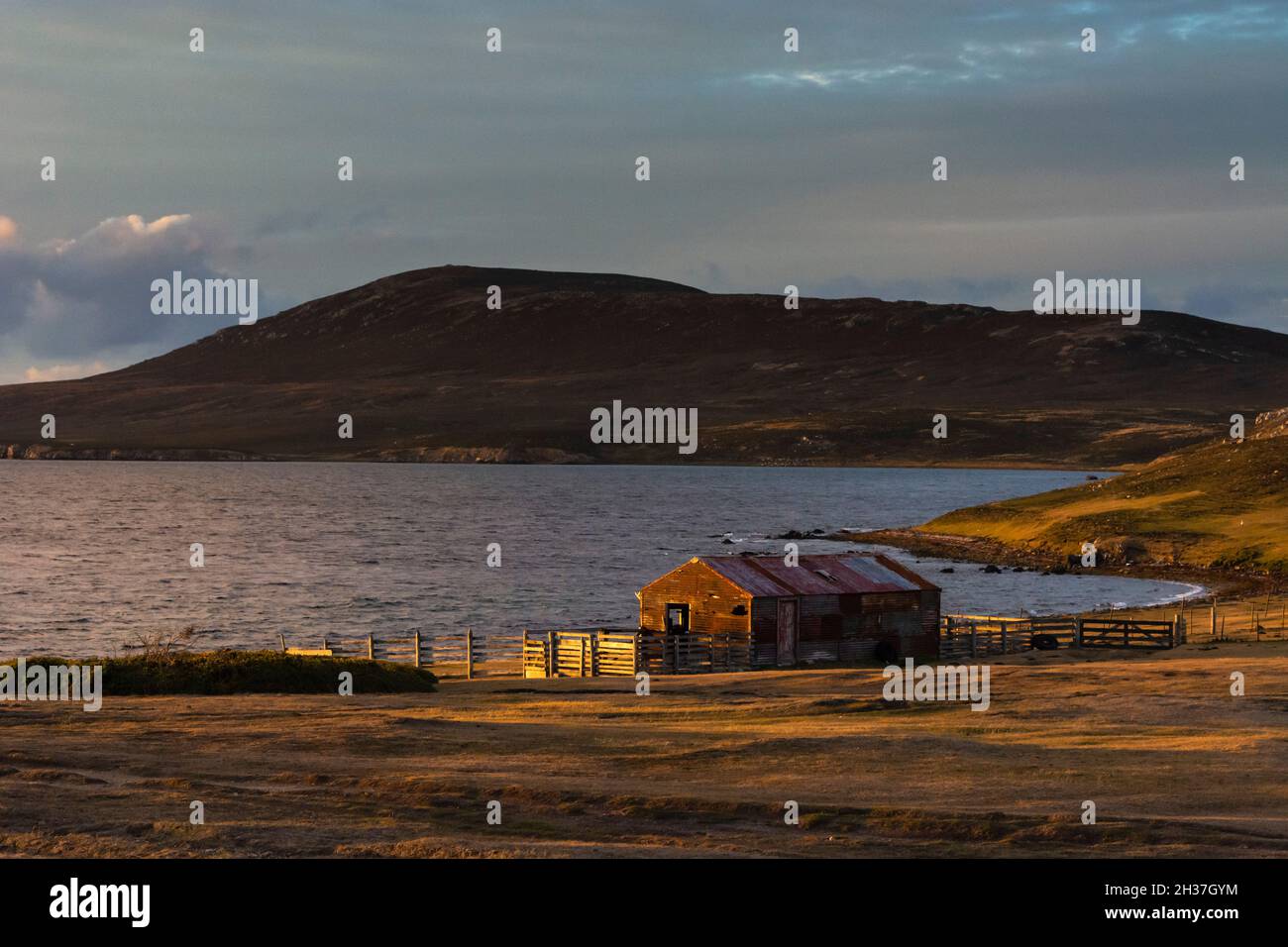 Litorale di Pebble Island al tramonto. Isola di Pebble, Isole Falkland Foto Stock