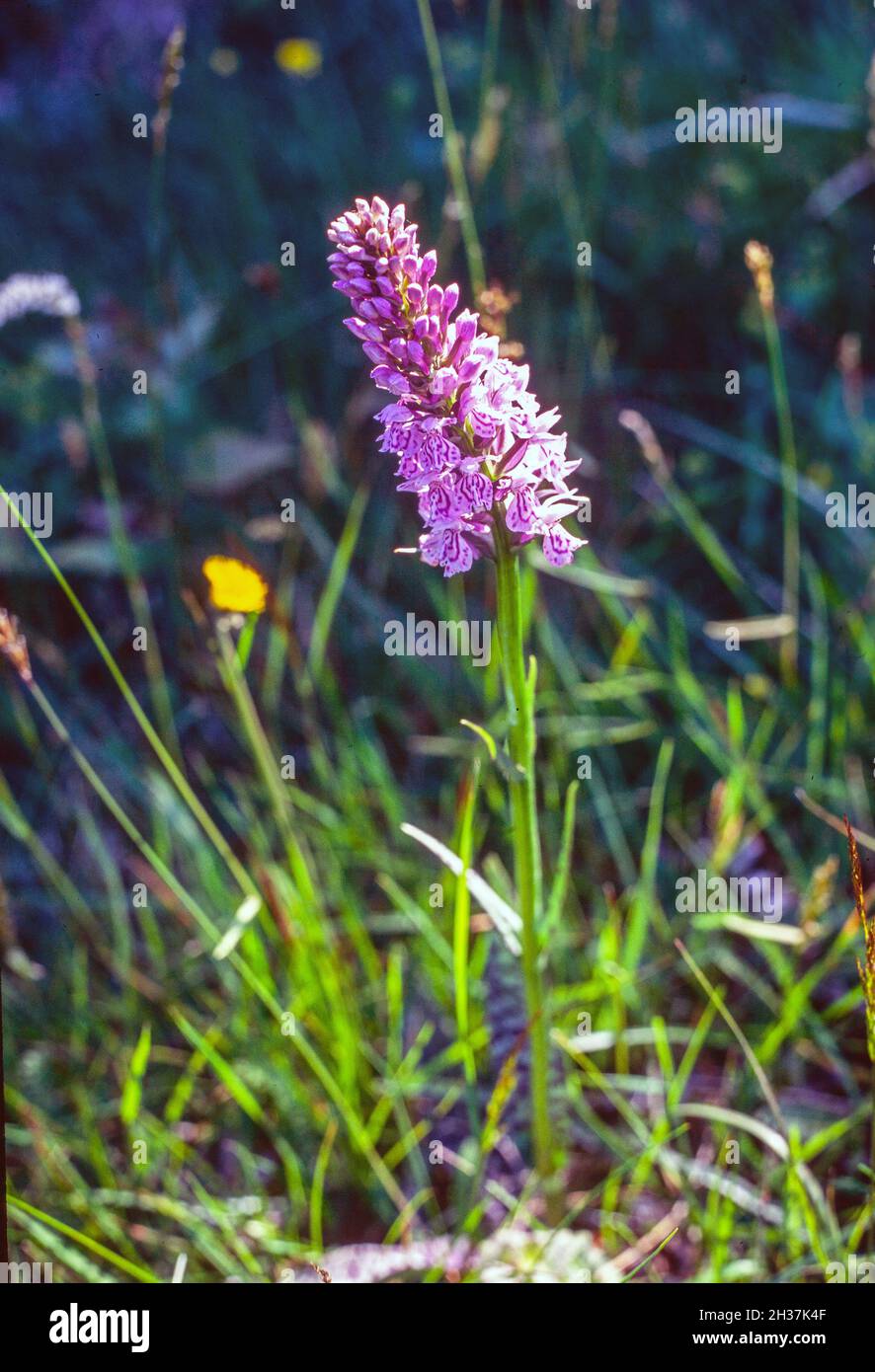 Orchidea viola (Orchis mascula), fiorente a Malmkoping, Svezia Foto Stock