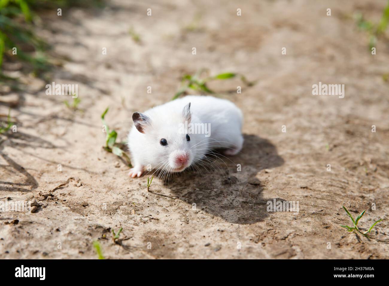 criceto bianco a piedi. Criceto domestico all'esterno, primo piano. Foto Stock