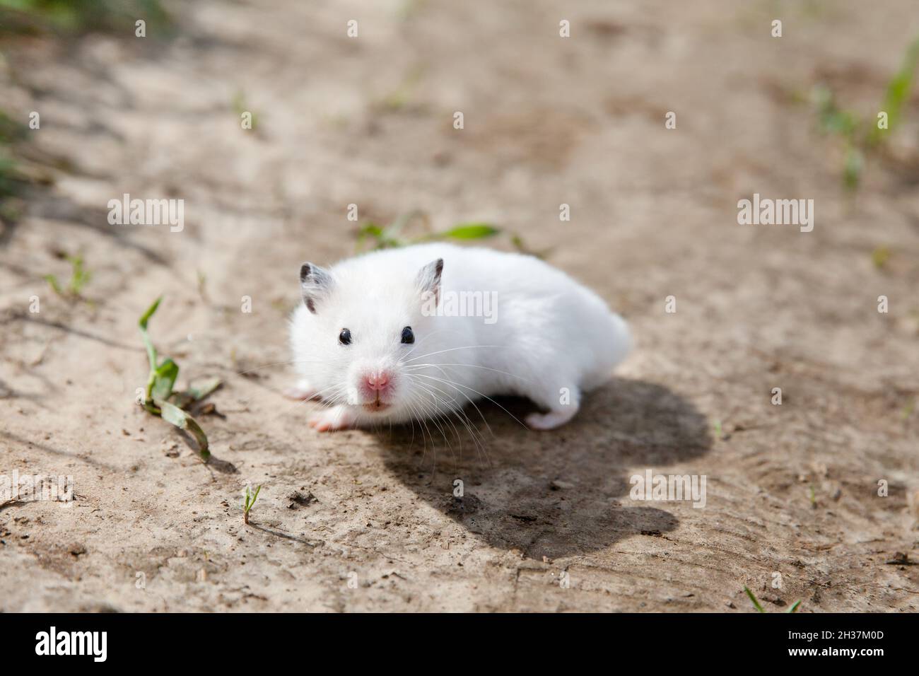 criceto bianco a piedi. Criceto domestico all'esterno, primo piano. Foto Stock