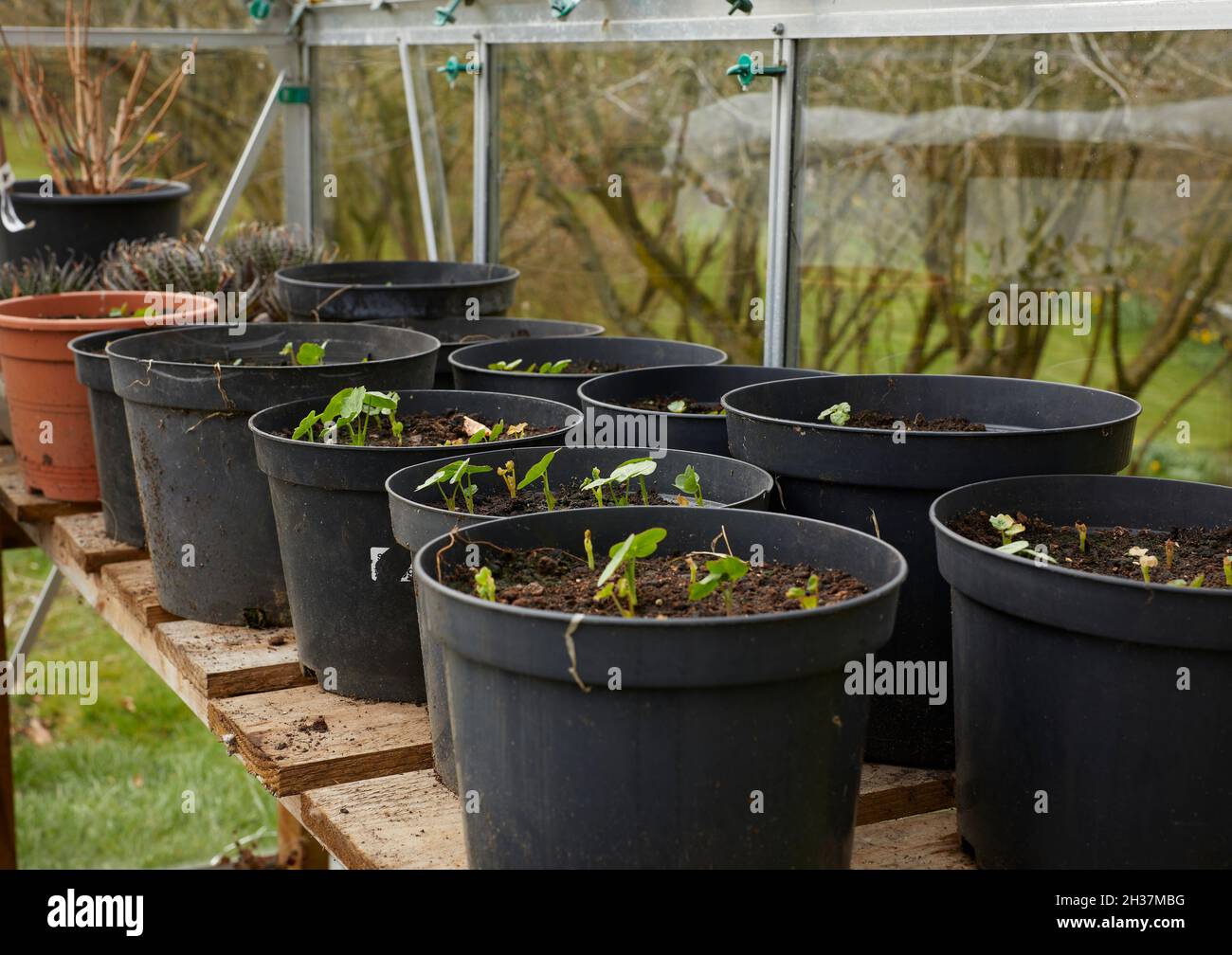 Vasi di plastica di piante di Nasturzio che emergono in una serra non riscaldata Foto Stock