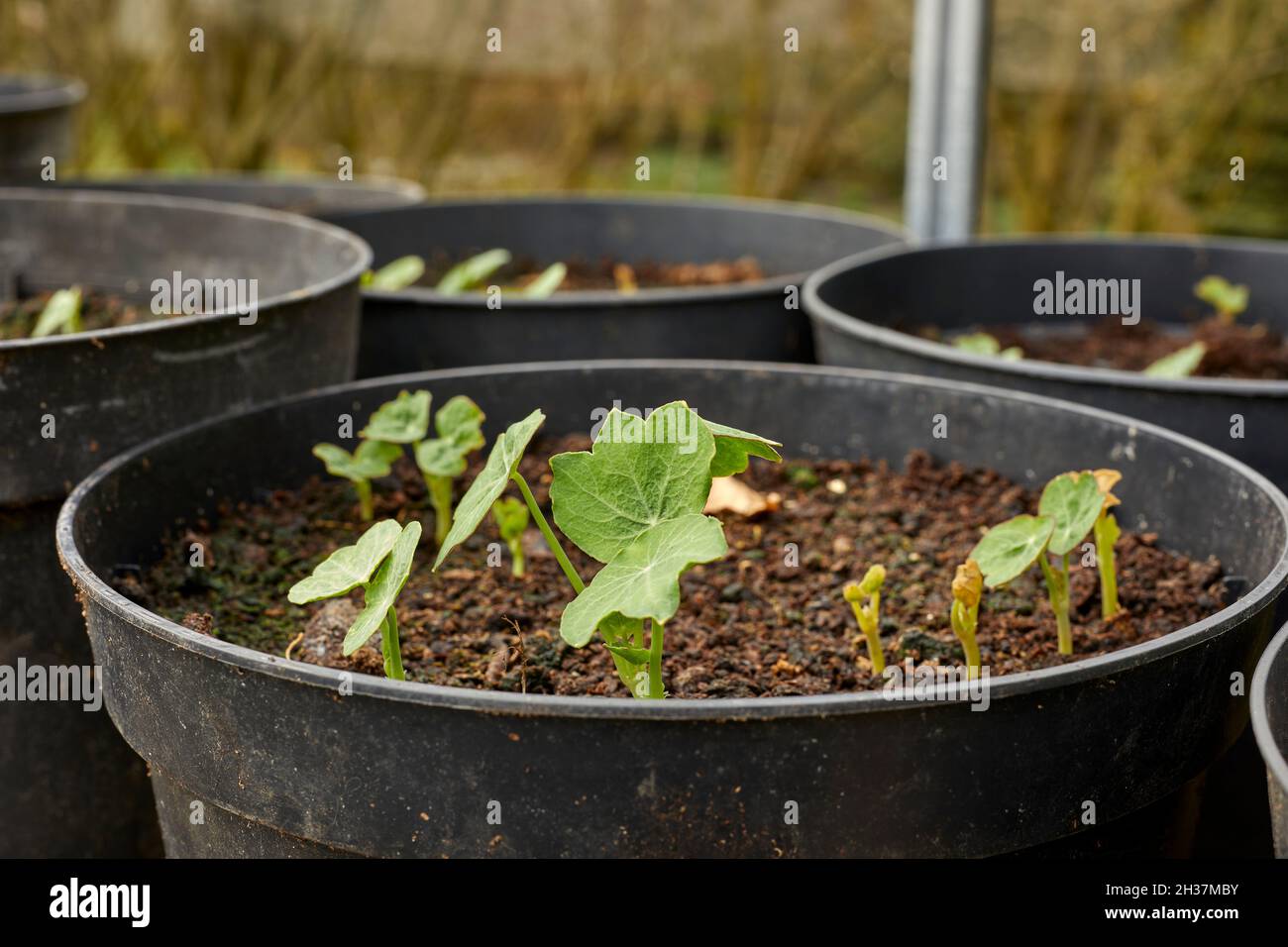 Vasi di plastica di piante di Nasturzio che emergono in una serra non riscaldata Foto Stock