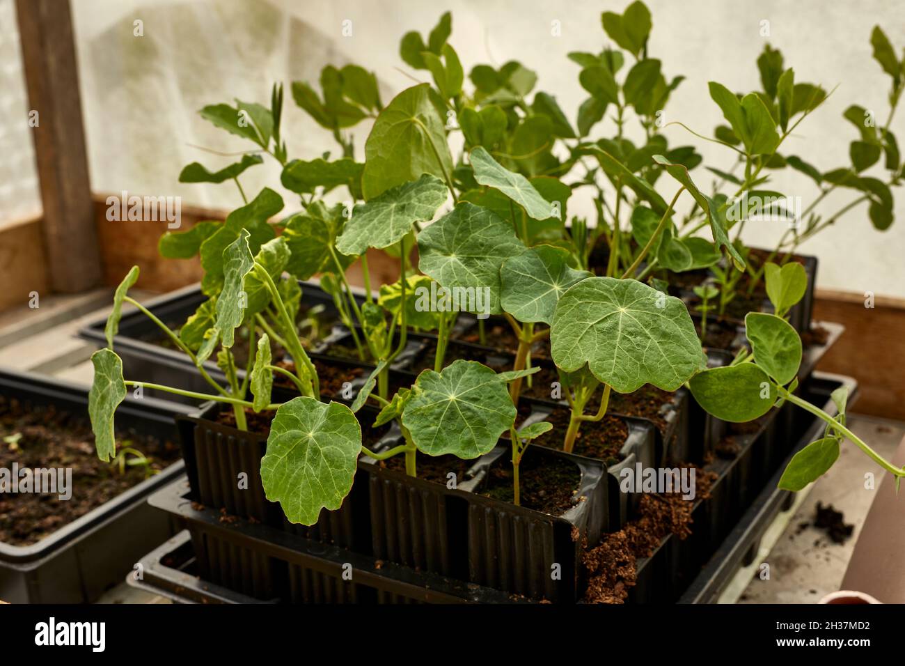 Vasi di plastica di piantine di Nasturzio con piselli dolci sullo sfondo in una serra non riscaldata Foto Stock