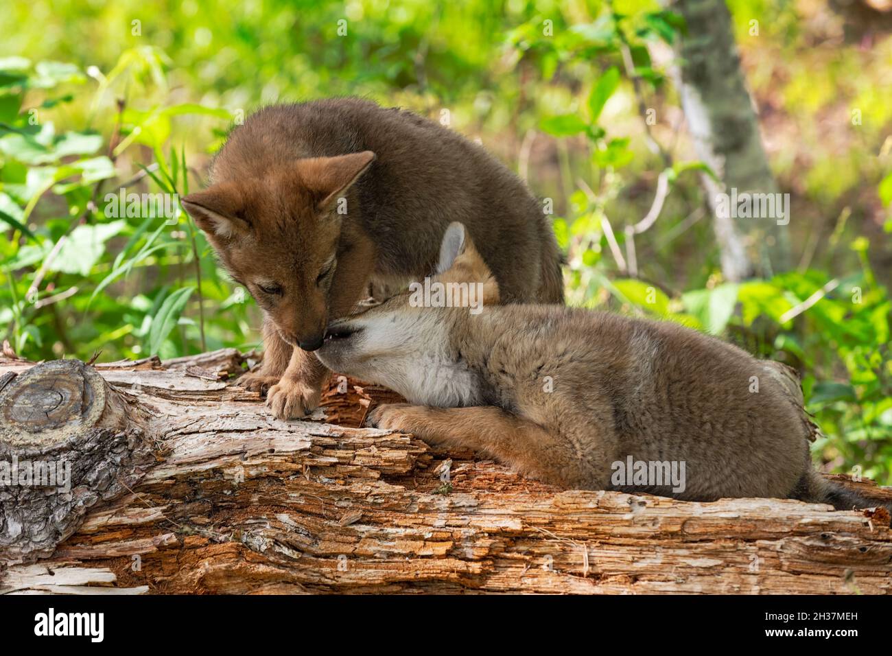 Coyote Pups (Canis latrans) Interact on Log Summer - Captive Animals Foto Stock