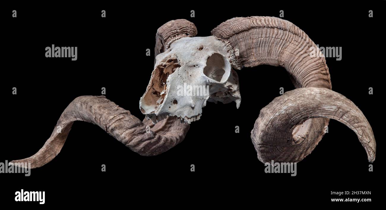 Cranio di pecora di Bighorn - ariete di Ovis Foto Stock