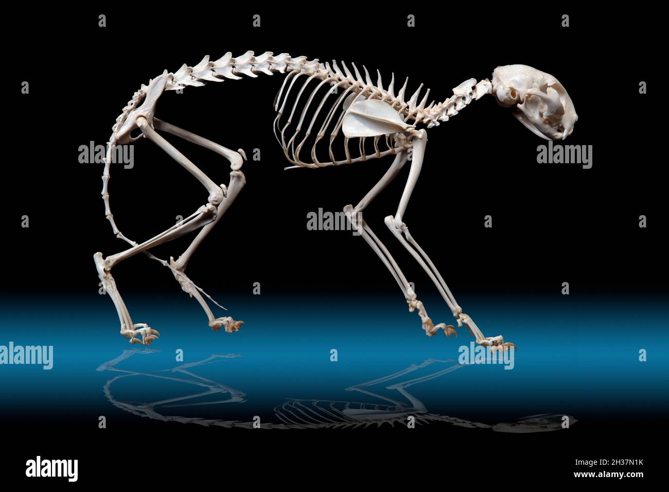Cat Skeleton, Felis catus o Felis catus domestica Foto Stock
