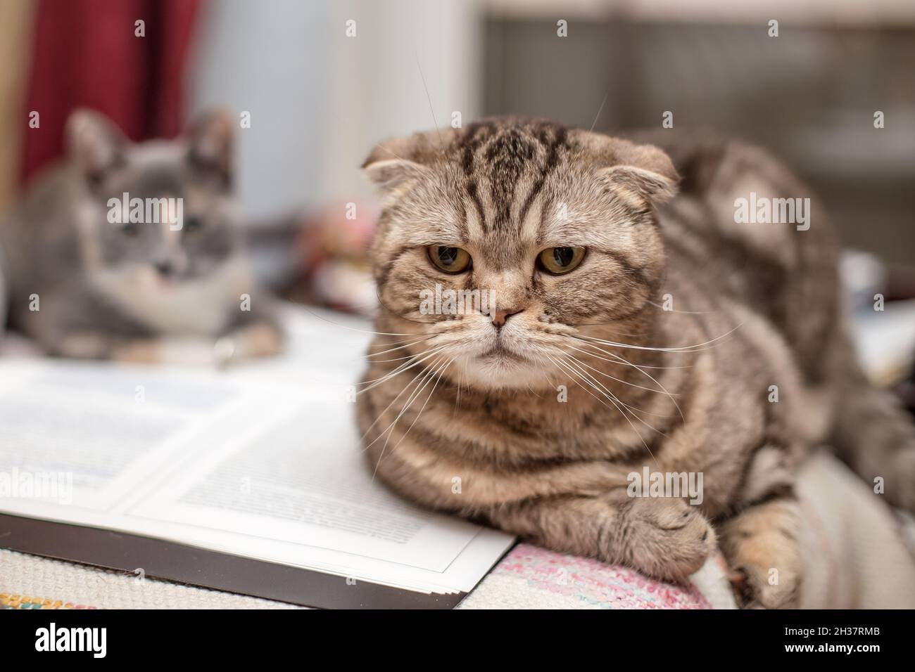 Serio, preoccupato Scottish Fold gatto si trova su una cartella aperta con documenti, un gattino sta riposando sullo sfondo. Foto Stock