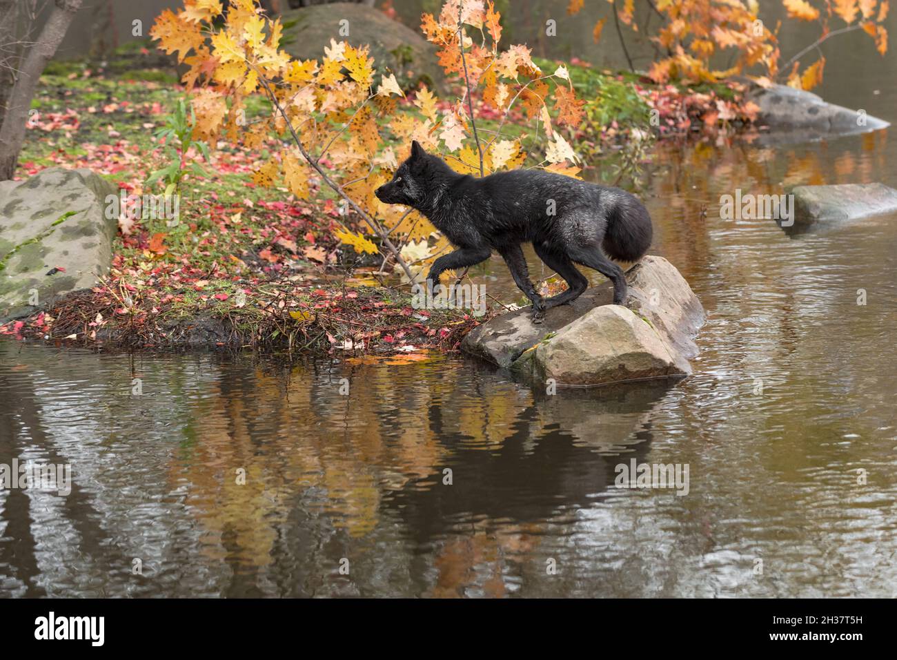 Volpe d'argento (Vulpes vulpes) Move to Jump from Rock to Island Autumn - Captive Animal Foto Stock