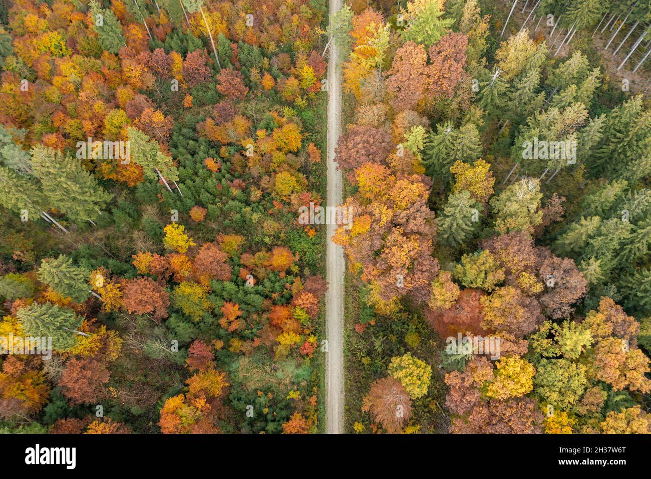 Vista dall'alto in una parte colorata di una foresta autunnale con un sentiero di campagna nel centro. Foto Stock