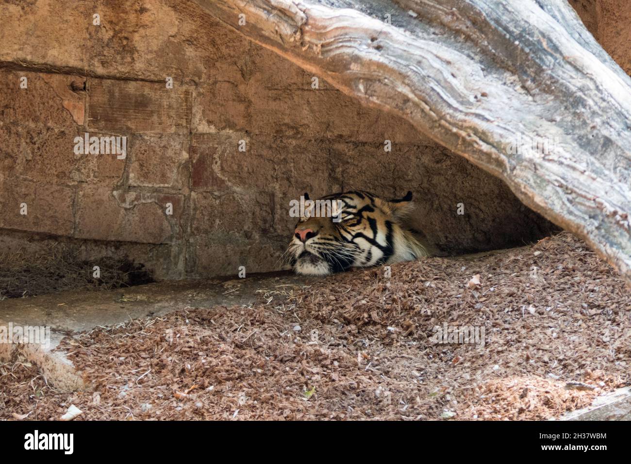 Zoo di Barcellona con tigre che dorme nel recinto. Animale asiatico e carnivoro che riposano in gabbia giardino zoologico Foto Stock