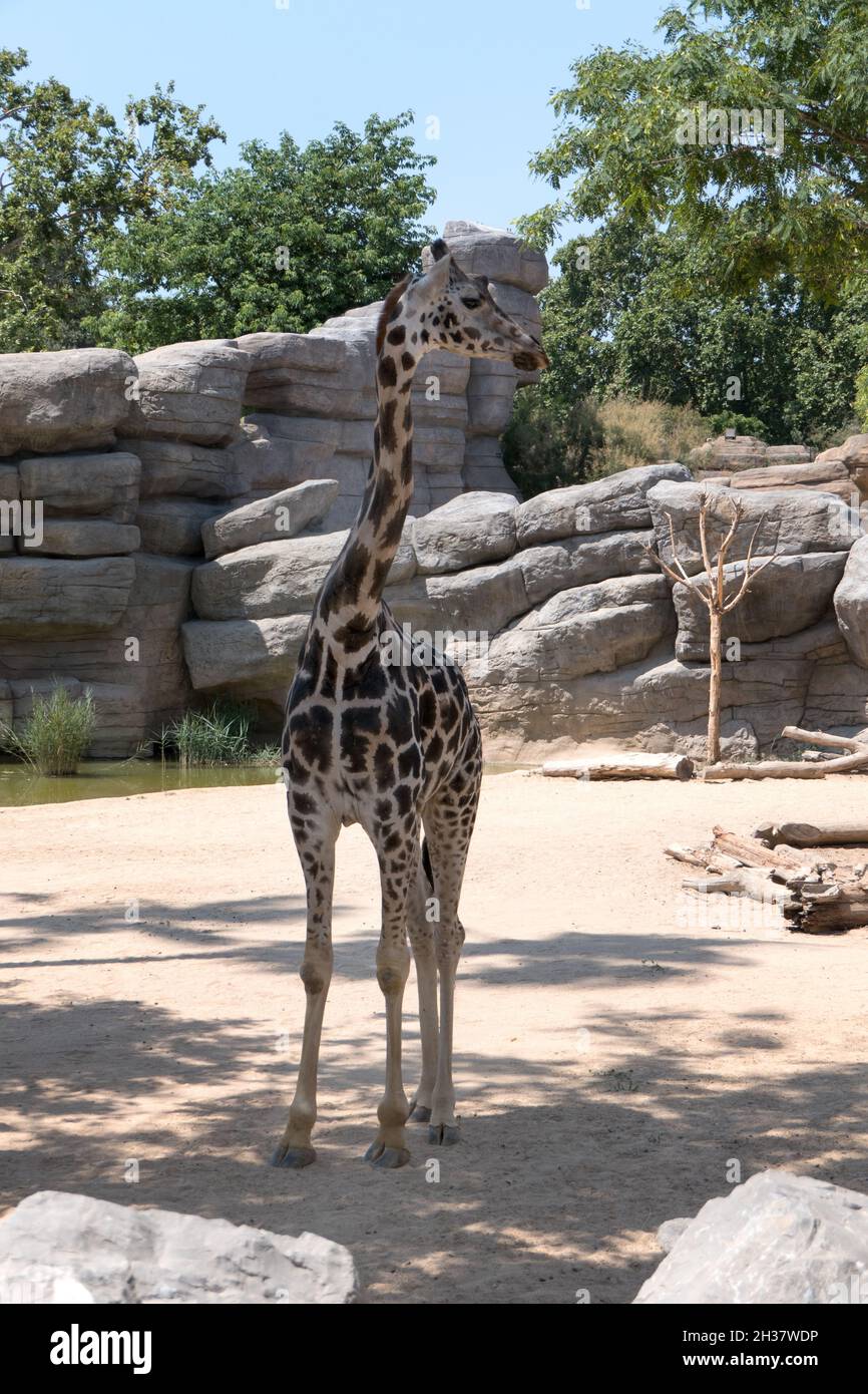 Zoo di Barcellona con giraffa nel recinto. Animale africano e erbivoro in gabbia giardino zoologico Foto Stock