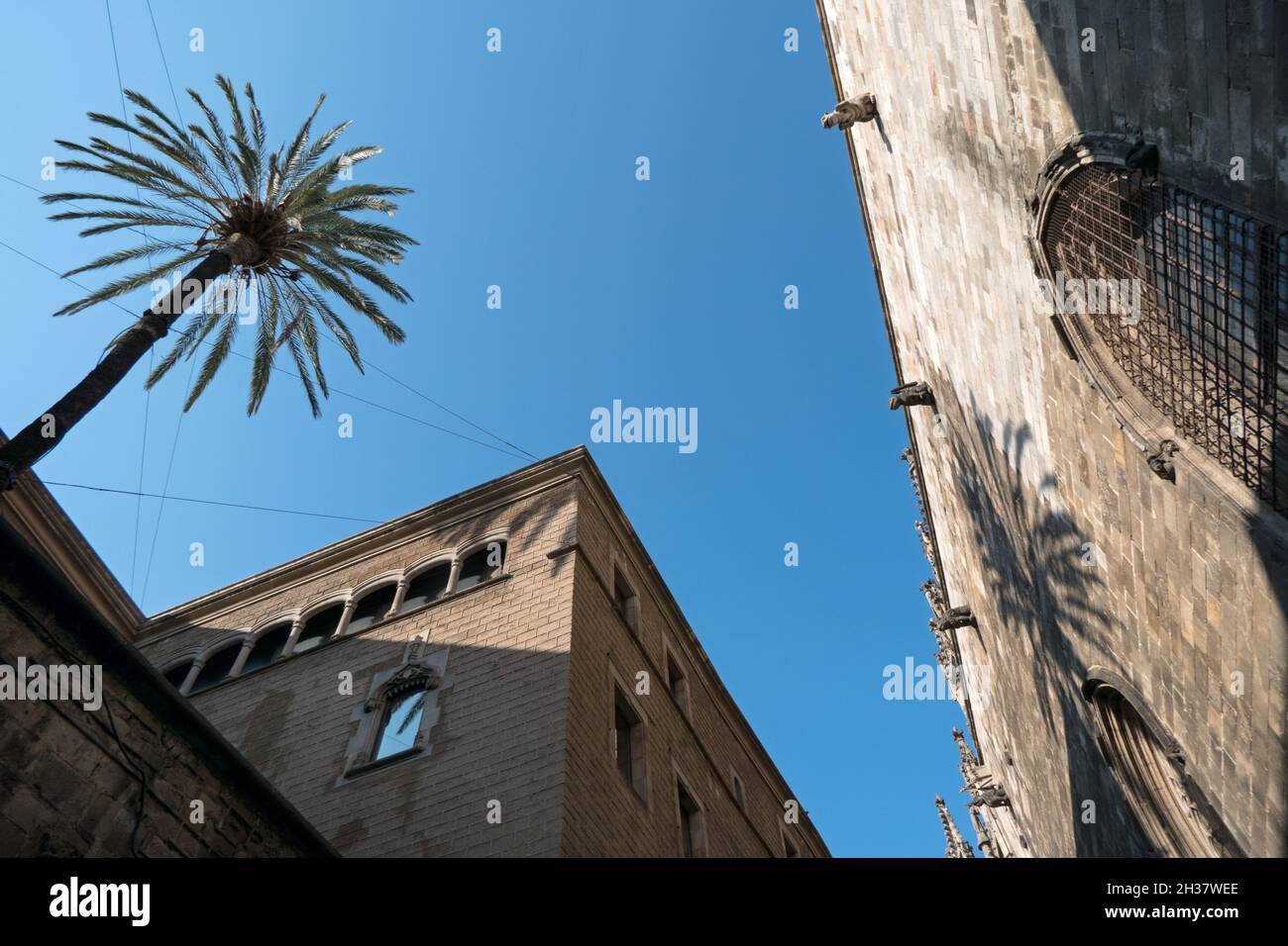 Vista urbana di Barcellona, Spagna con palme sulle mura della Cattedrale, monumento gotico e punto di riferimento Foto Stock